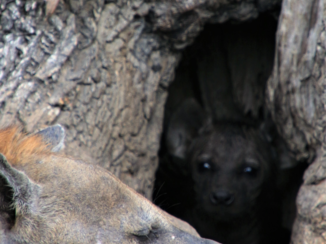 Tanzania - Hyena met jong