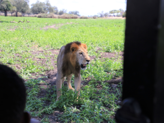 Tanzania - Leeuw is wel heel dichtbij