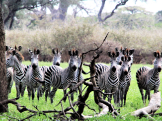 Tanzania - Dichterbij kan je niet komen, ze zijn zo angstig