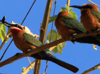 Tanzania - Bijeneters