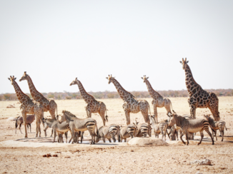 Namibië - Oh Etosha....