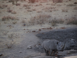 Namibië - Één van onze favoriete momenten en foto's EVER - Olifantsrus, Etosha