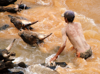 Madagaskar - veehoeder