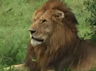 Masai Mara - De koning van de savanne