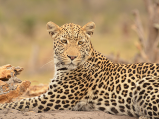 Botswana - Luipaard in Moremi Game Reserve