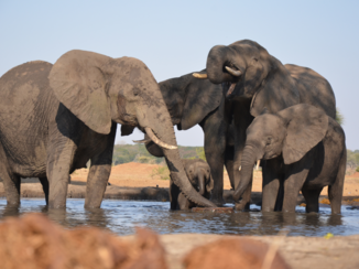 Botswana - Uitzicht vanuit de bunker bij Senyati Safari Camp