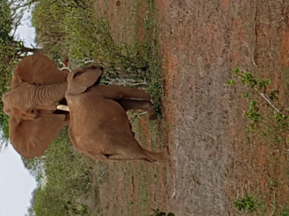 Malindi en Mombasa - Olifanten
