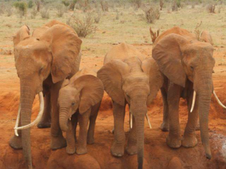 Kenia - De rode olifanten van Tsavo East