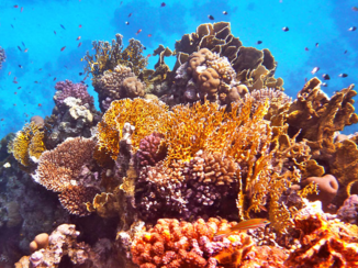 Egypte - De unieke onderwaterwereld bij Ras Mohammed