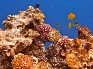 Egypte - De mooie koraalriffen in Egypte