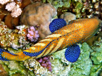 Egypte - De bijzondere vissen bij Ras Mohammed