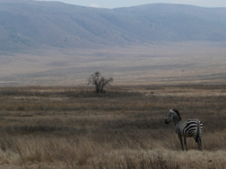 Ngorongoro krater - Zebra
