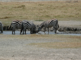 Ngorongoro krater - Kudde zebra’s