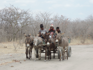 Botswana - Typisch Botswana