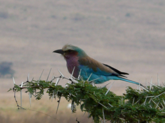 Ngorongoro krater - Lilac breasted roller