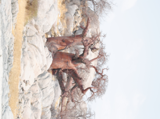 Botswana - Kubu Island