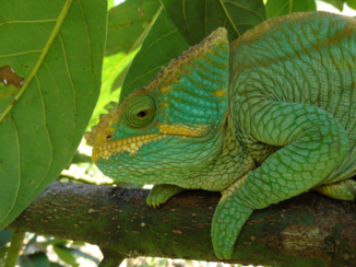 Madagaskar - Beauty in Green
