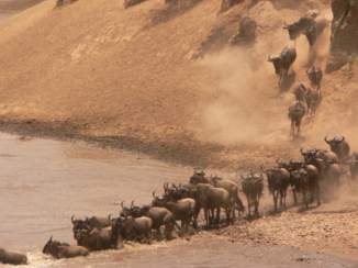 Masai Mara - Migration wildebeast