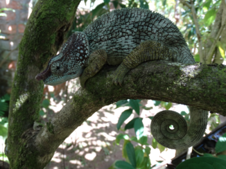 Madagaskar - Every inch