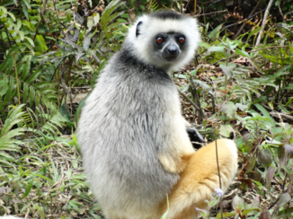 Madagaskar - Dont look at me