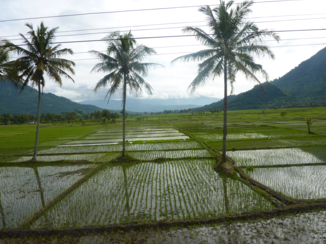 ANWB Vakantie - rijstvelden