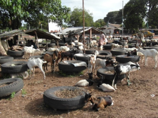 Gambia - Veemarkt