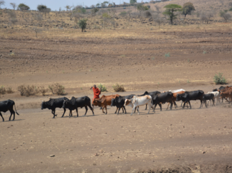 Tanzania - Kudde