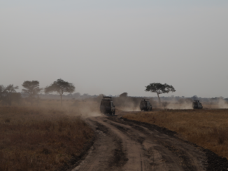 Tanzania - Safari