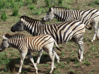 Sawadee - Wildpark
