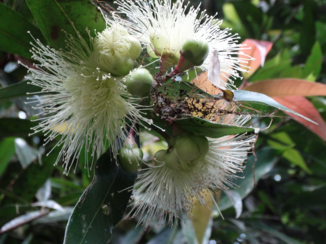 Madagaskar - Simple nature