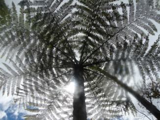 Madagaskar - Parasol