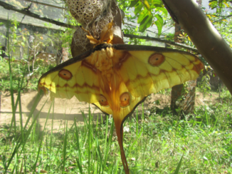 Madagaskar - Flying beauty