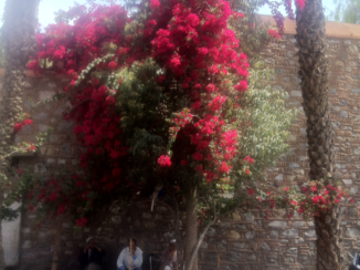 Marrakesh - Lentebloemenpracht, Marrakesh