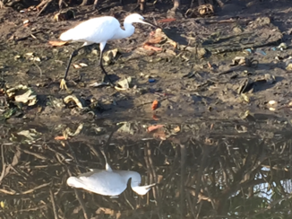 Gambia - In de mangroven met een bootje