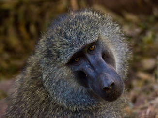 Serengeti National Park - Baviaan
