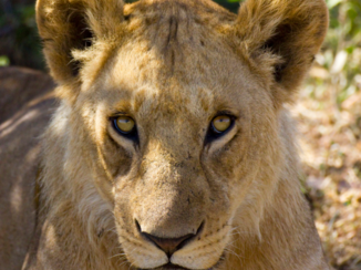 Serengeti National Park - Leeuw
