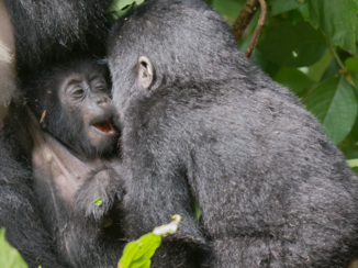 Bwindi Impenetrable National Park - Broederliefde