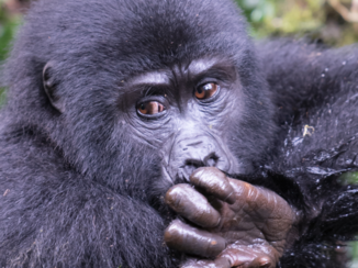 Bwindi Impenetrable National Park - Drinken