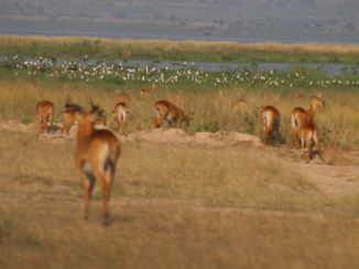 Queen Elizabeth National Park