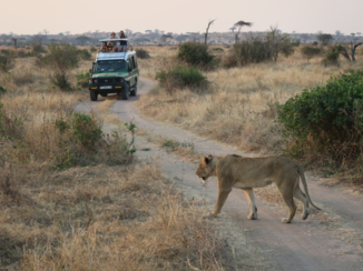 Tanzania - the queen of the safari