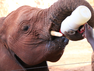 Kenia - 2 liter melk