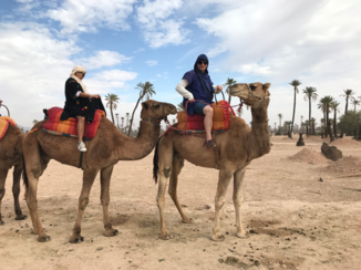 Marrakesh - Camel tour