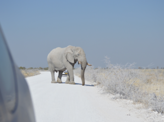 Namibië - Etosha