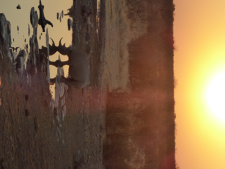 Namibië - Vanaf het "terras" in Halali