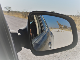 Namibië - Giraf in Ethosha