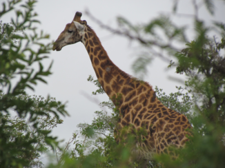 Riksja Zuid-Afrika - giraffe nabij Skukuza