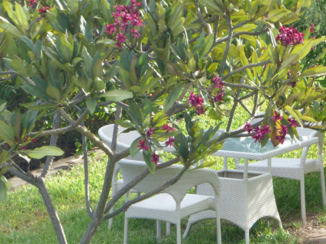 Kenia - tuin Creekside hotel (City Blue)