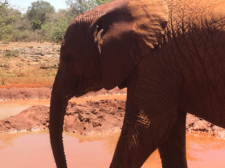 Kenia - Olifanten opvang center Nairobi