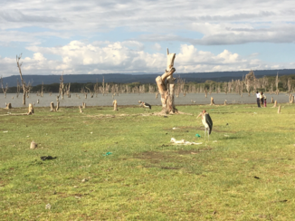 Kenia - Lake Naivasha