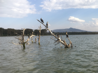 Kenia - Lake Naivasha